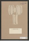 Amphora schleinitzii Jan. (de-Toni-Nr.: Genus 36, Species 1684) Zeichnungen Sammlung Grunow Nr. 3231 (NHMW-BOT-W0370695)